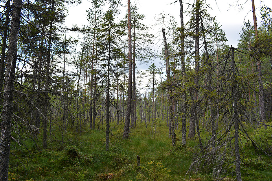 Pyhä-Häkki, Pyhä-Häkin kansallispuisto