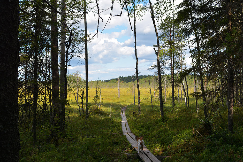 Pyhä-Häkki, Pyhä-Häkin kansallispuisto