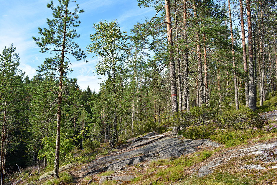 Upea retkikohde löytyy näin läheltä Kuopiota.