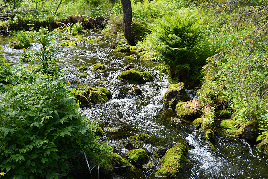 Pallas-Yllästunturin kansallispuiston Seitakierroksella on alkumatkasta yllättävän vehreää. Pieni puro mutkittelee polun vieressä.