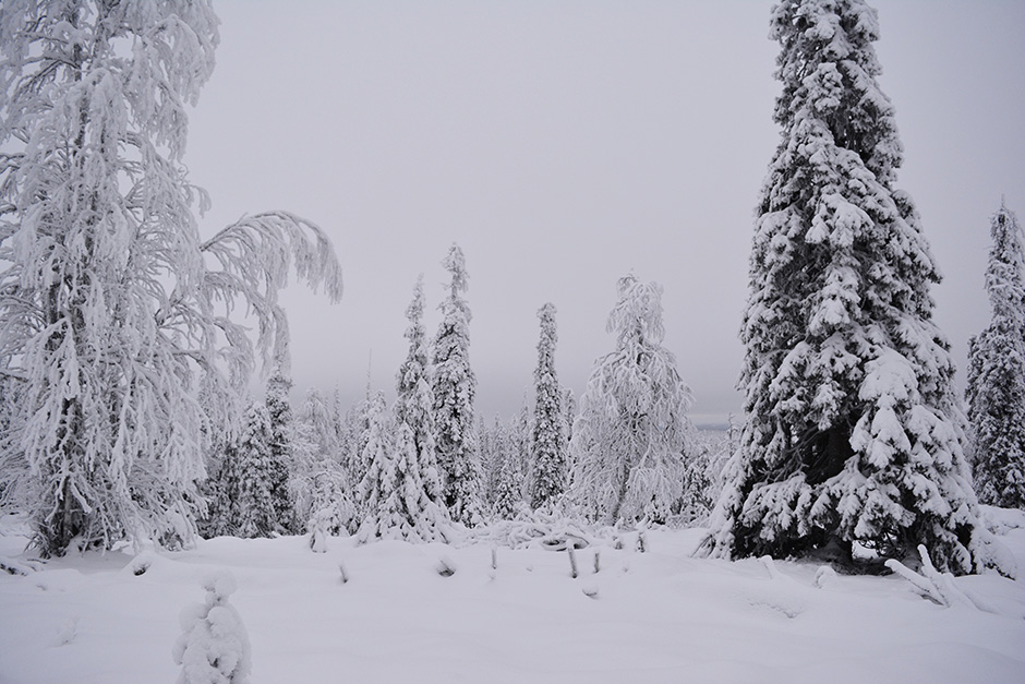 Lumisia puita Riisitunturin alaosassa.