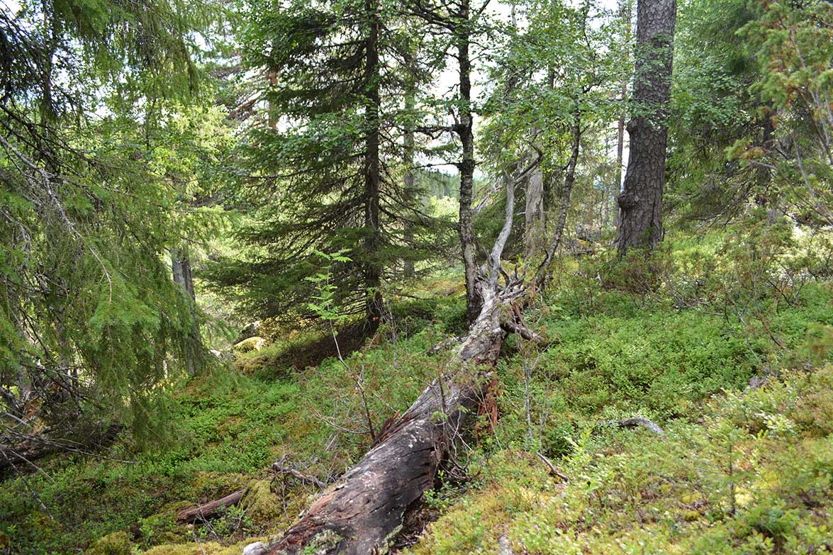 Kaatuneita puita Syötteen kansallispuistossa.