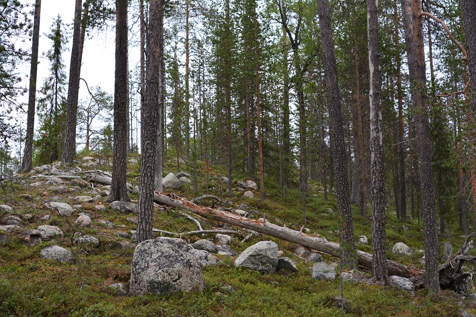 Salmijoen kurun reitti vie läpi metsämaisemien Sallatuntureilta.