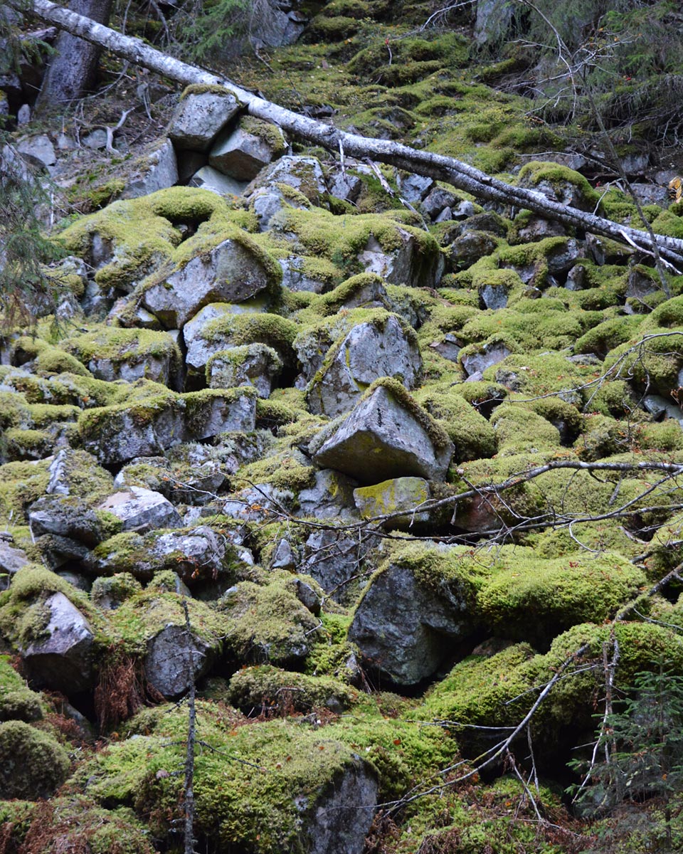 Sammaleen peittämiä kiviä Seinävuoren rotkolaaksossa.